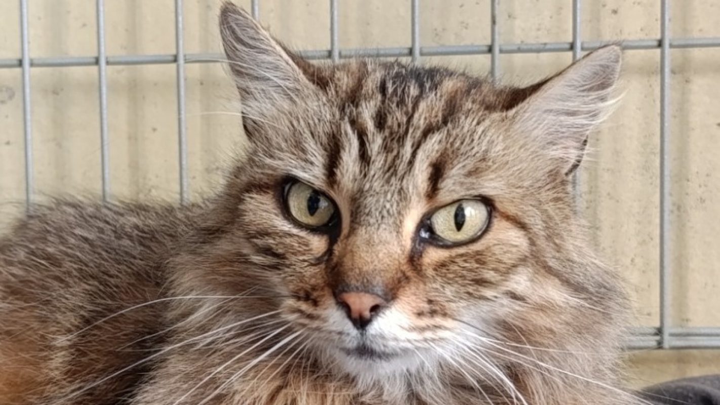 Ithaca - Chat Européen à adopter