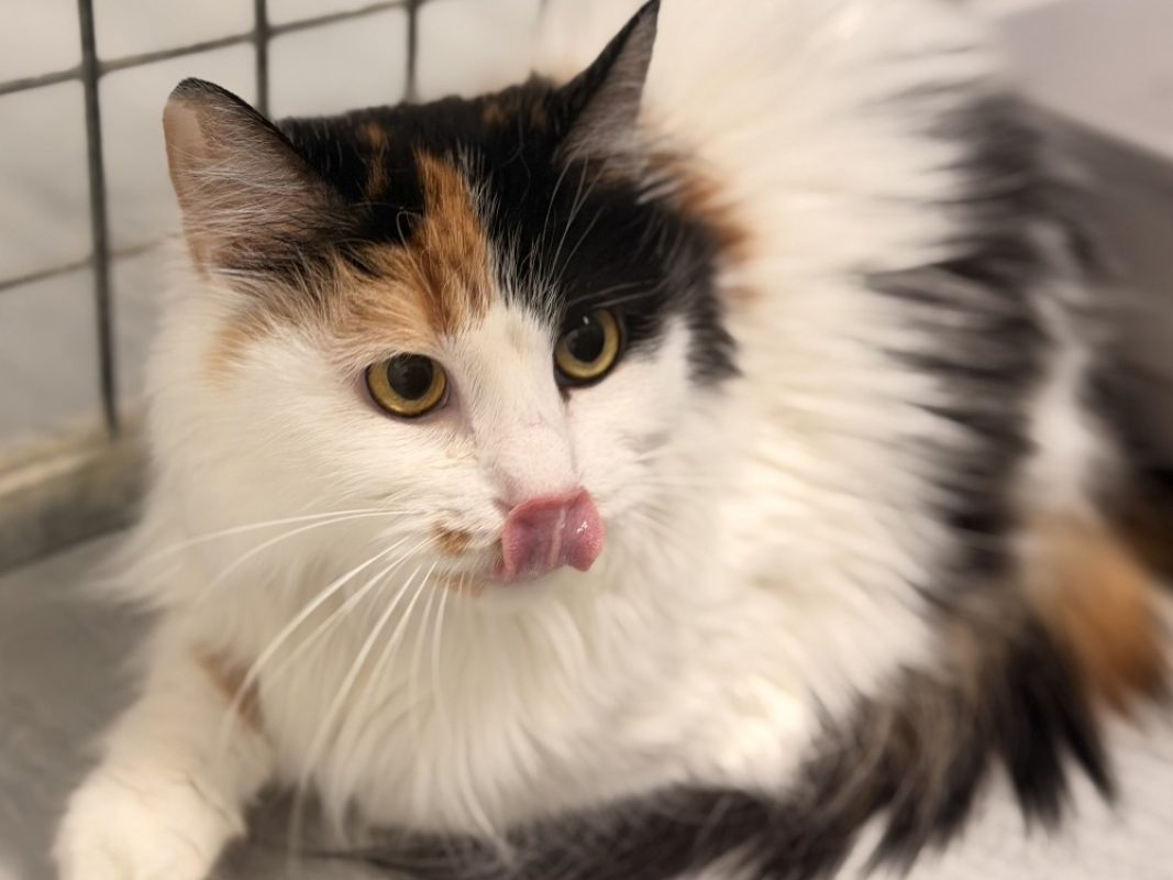 Friska - Chat Européen à adopter