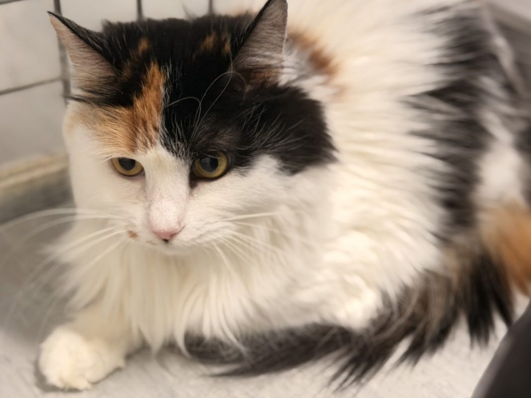 Friska - Chat Européen à adopter - photo 2