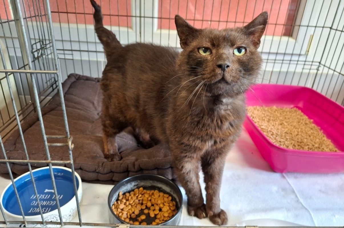 Kawa - Chat Européen à adopter
