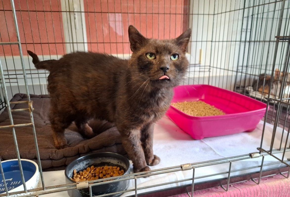 Kawa - Chat Européen à adopter - photo 2