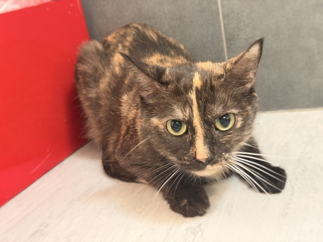 Billie - Chat Européen à adopter