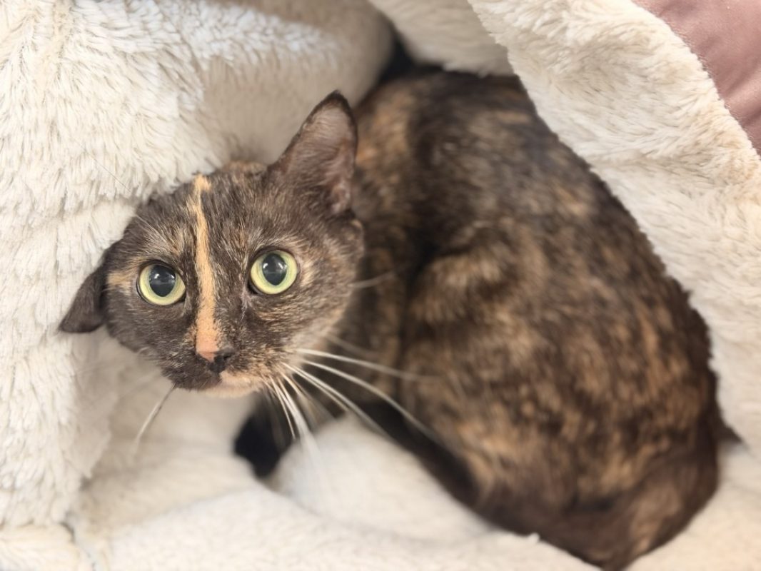 Billie - Chat Européen à adopter - photo 2