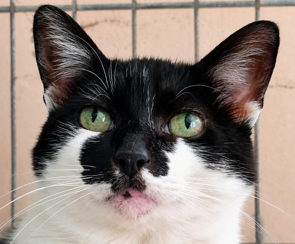 Nausicaa - Chat Européen à adopter