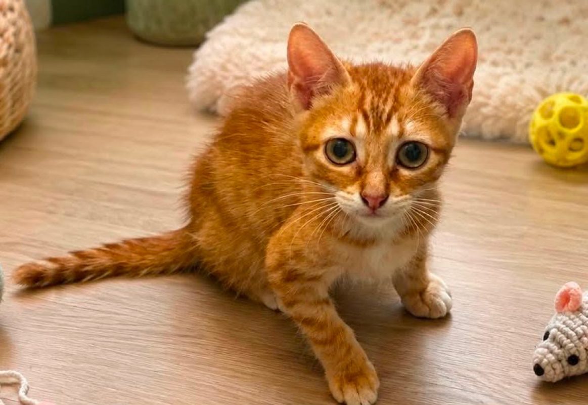 Red - Chat Européen à adopter - photo 2
