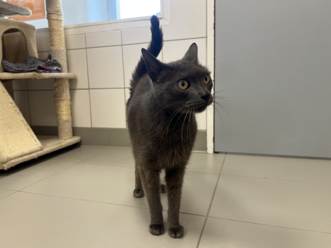 Gribouille - Chat Européen à adopter
