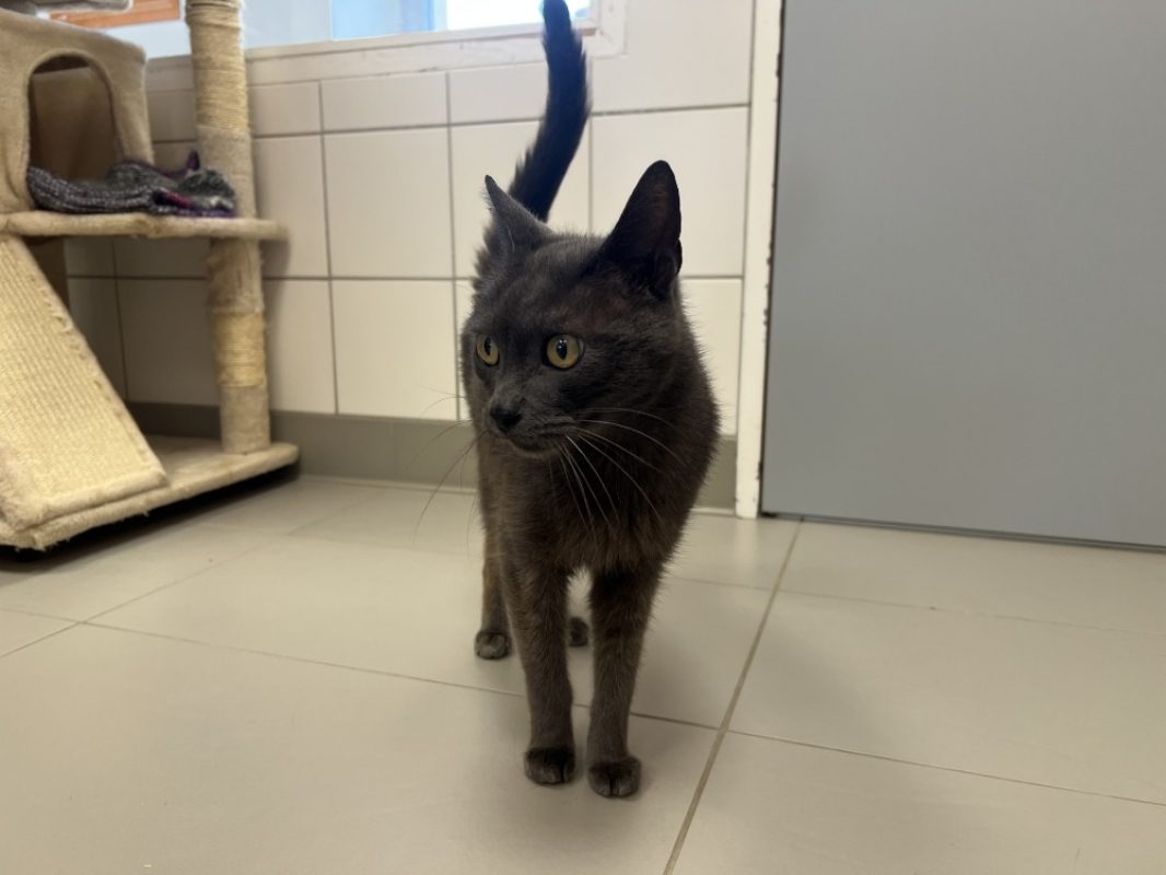 Gribouille - Chat Européen à adopter - photo 2