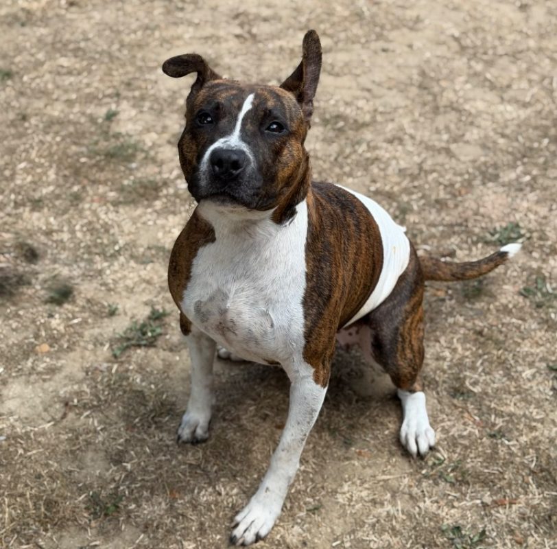 Vénus - Chien à adopter
