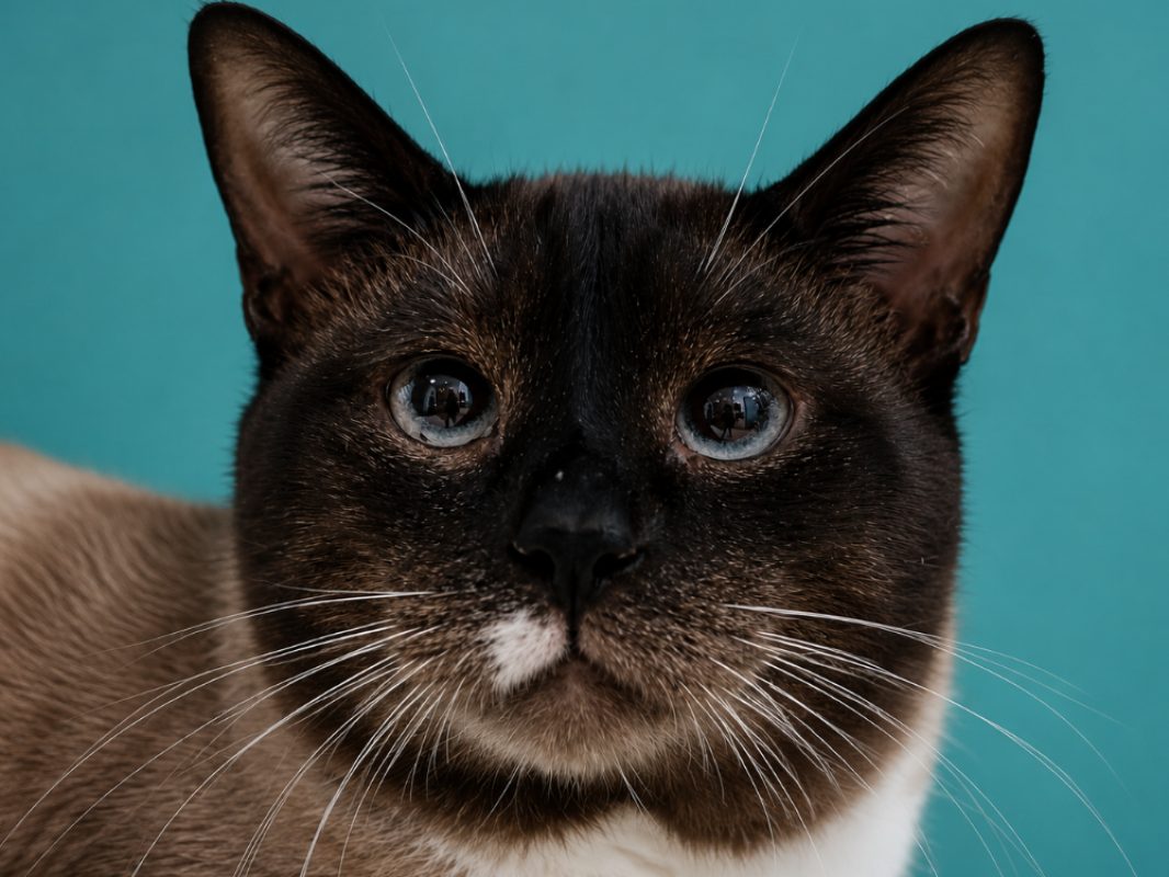Polux - Chat Européen à adopter