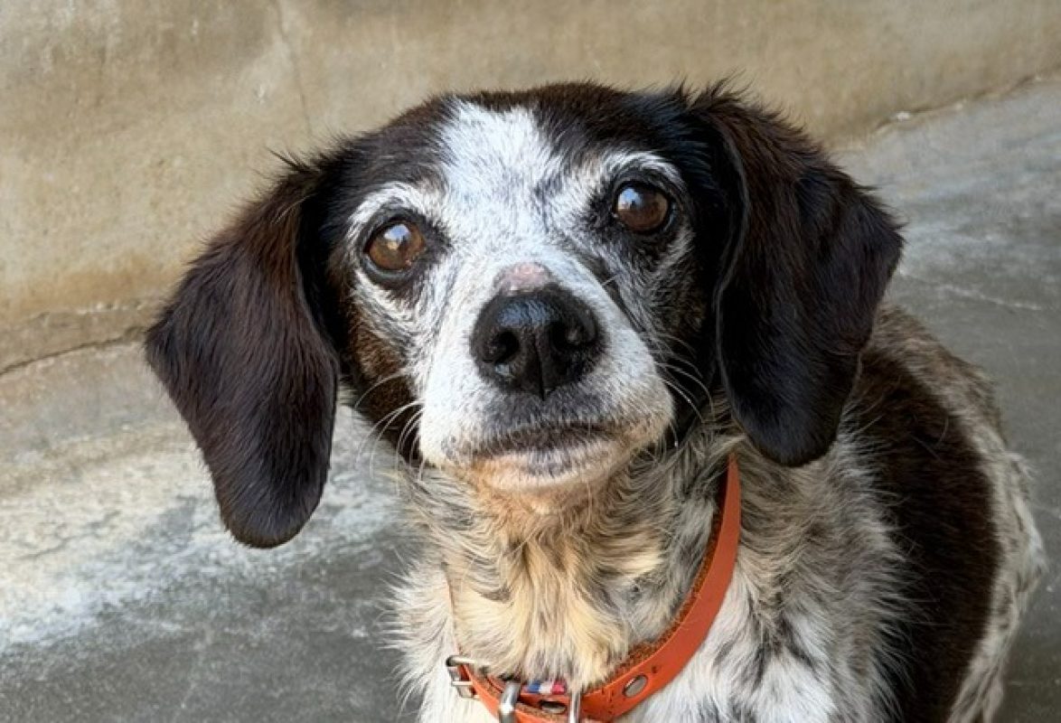 Jess - Chien à adopter