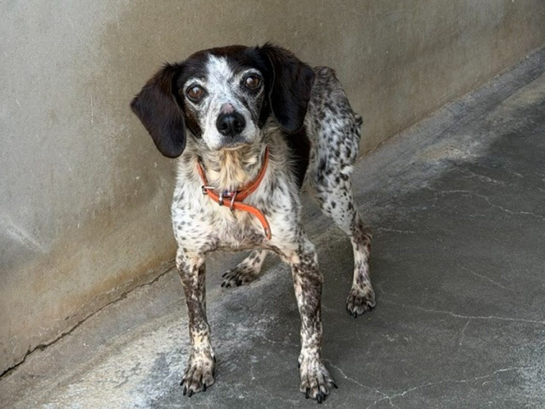 Jess - Chien à adopter - photo 2