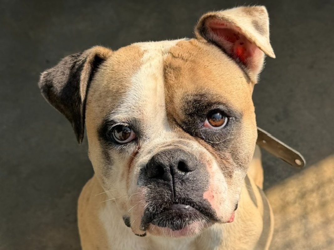 Samba - Chien Bouledogue Américain à adopter