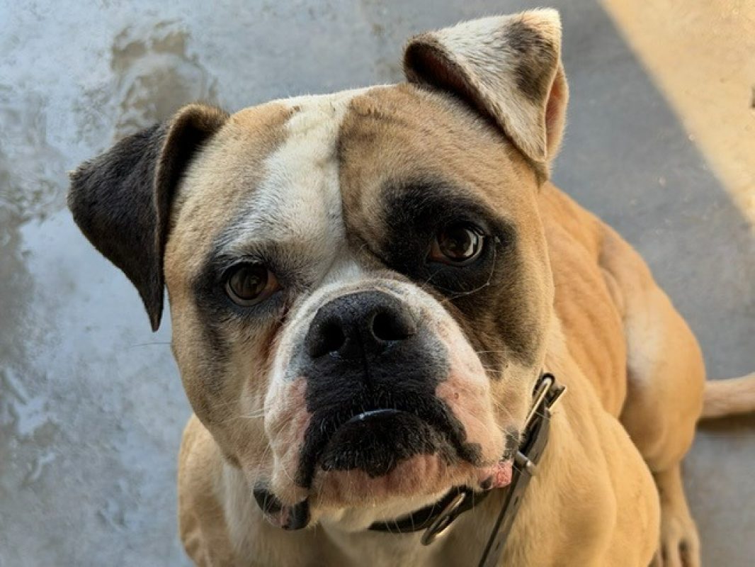 Samba - Chien Bouledogue Américain à adopter - photo 2