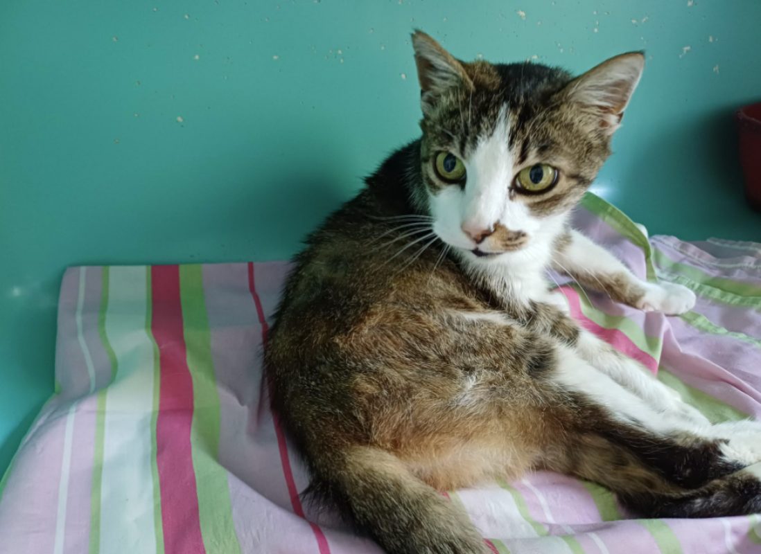 Minouche - Chat Européen à adopter