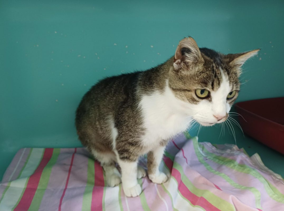 Minouche - Chat Européen à adopter - photo 2