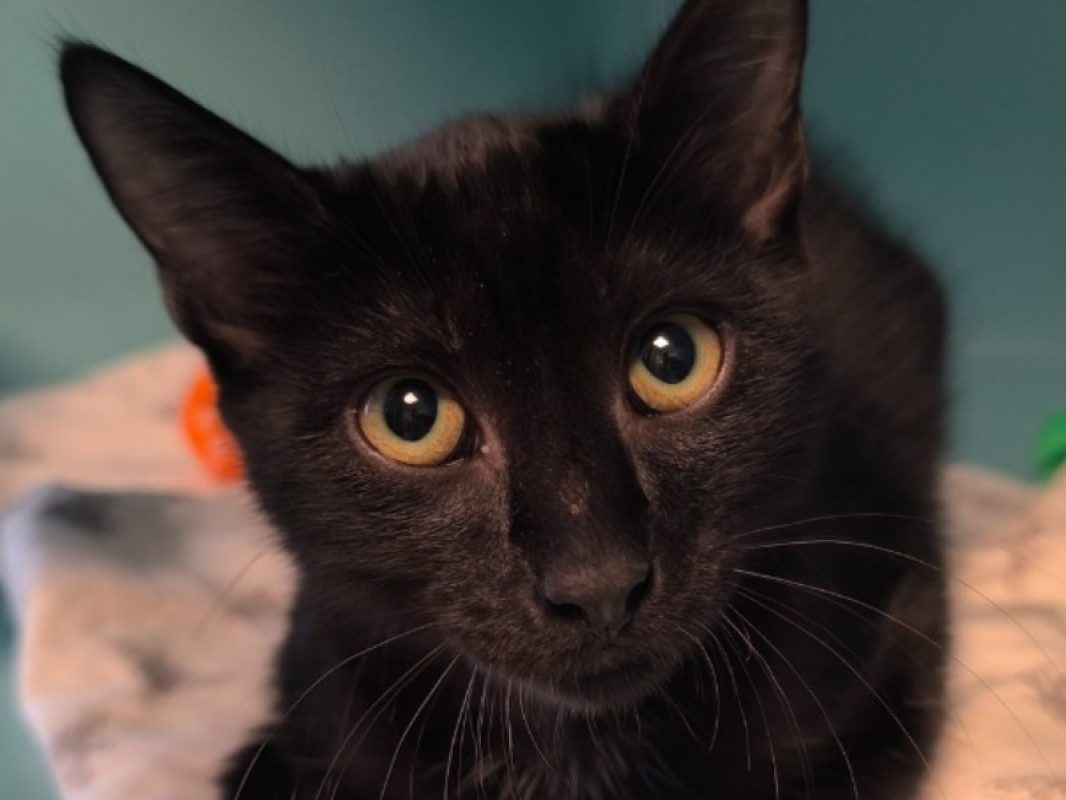 Hawai - Chat Européen à adopter