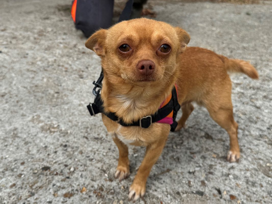 Gus - Chien Chihuahua à adopter