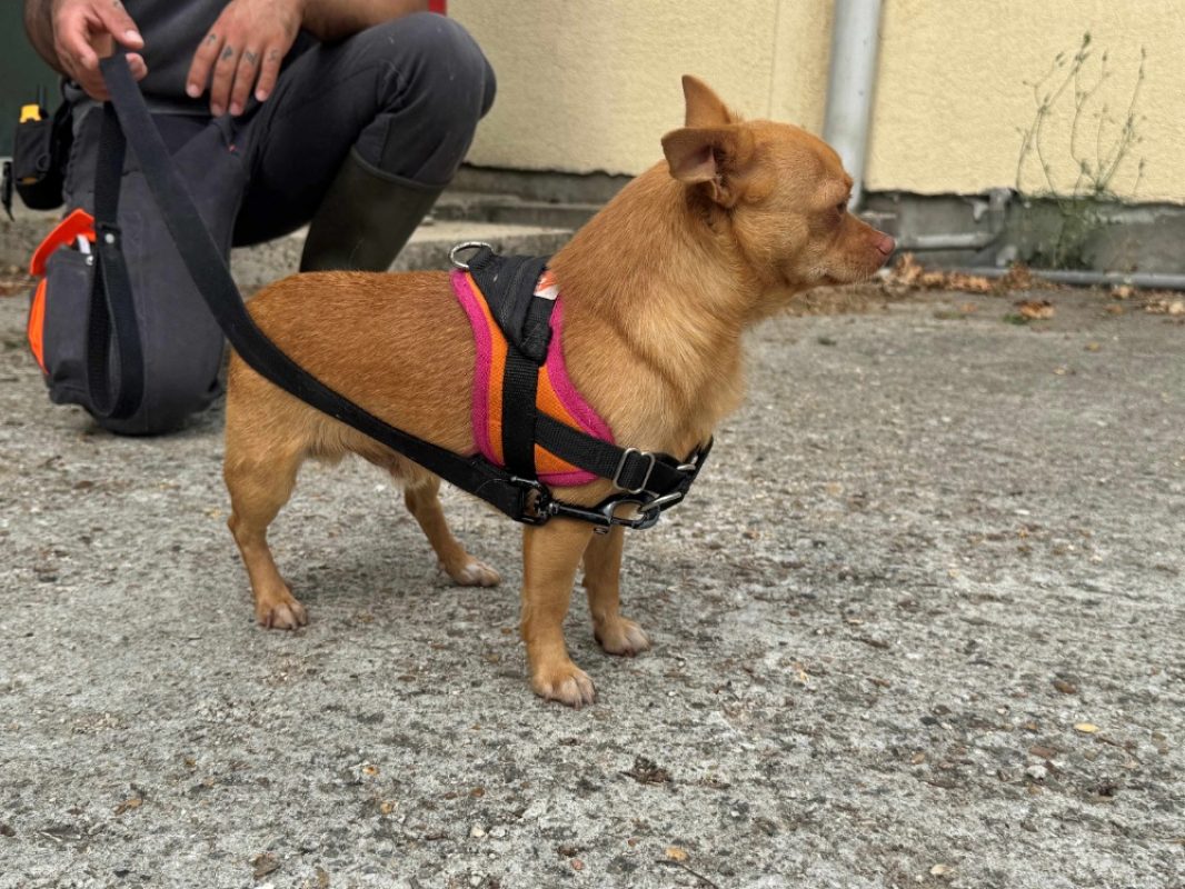 Gus - Chien Chihuahua à adopter - photo 2