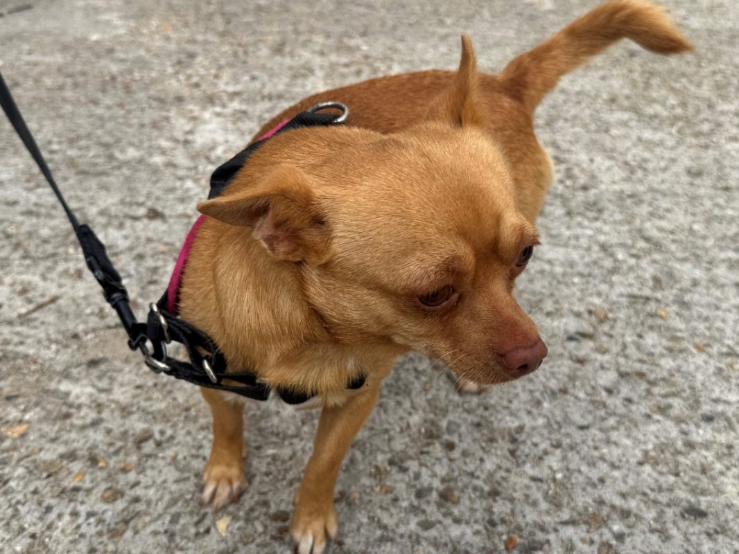 Gus - Chien Chihuahua à adopter - photo 3