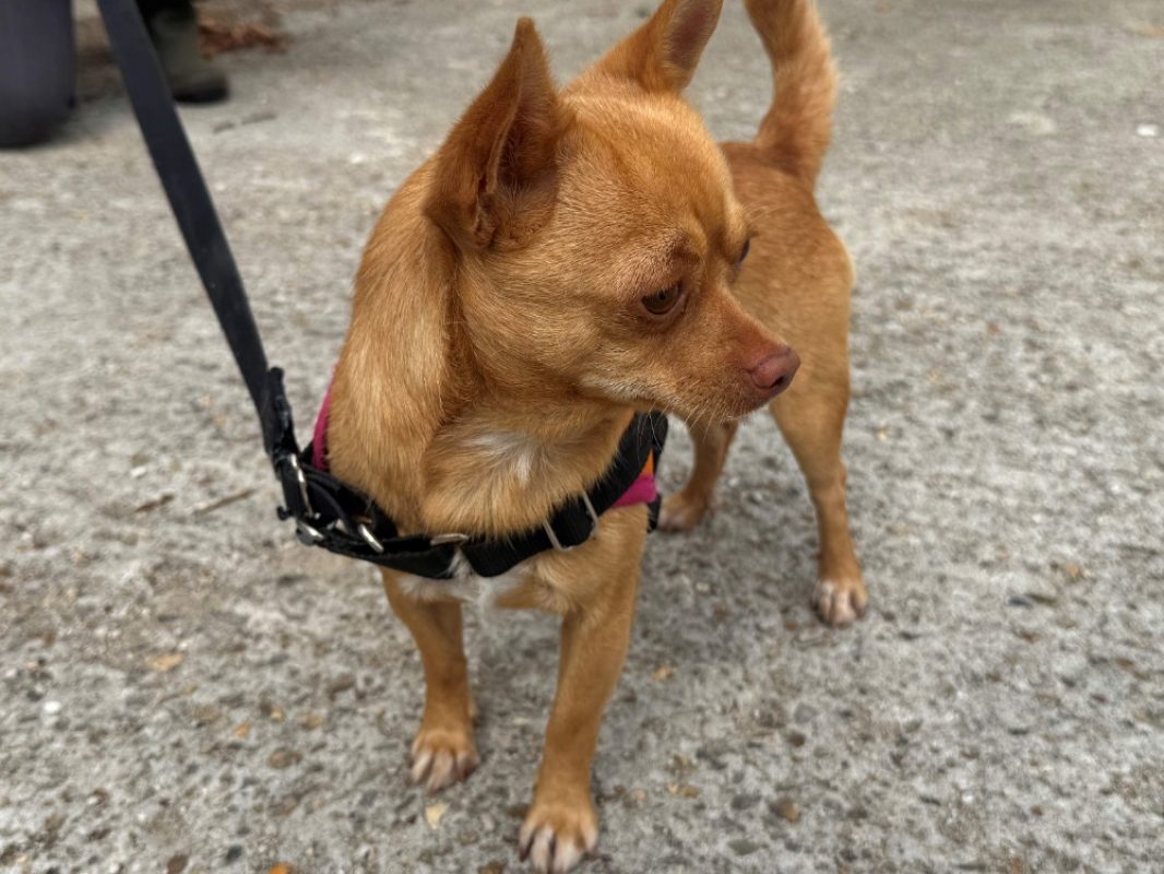 Gus - Chien Chihuahua à adopter - photo 4