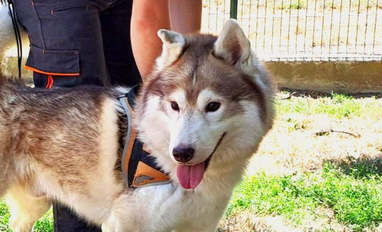 Oulak - Chien Husky Sibérien à adopter
