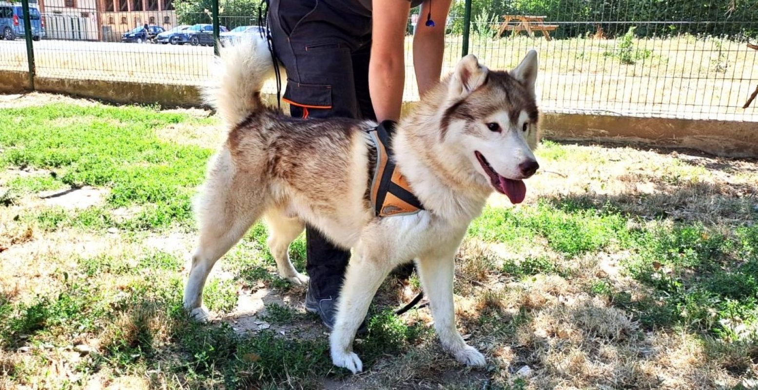 Oulak - Chien Husky Sibérien à adopter - photo 2