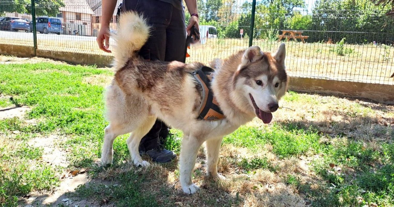 Oulak - Chien Husky Sibérien à adopter - photo 3