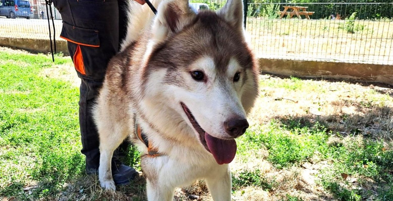 Oulak - Chien Husky Sibérien à adopter - photo 4