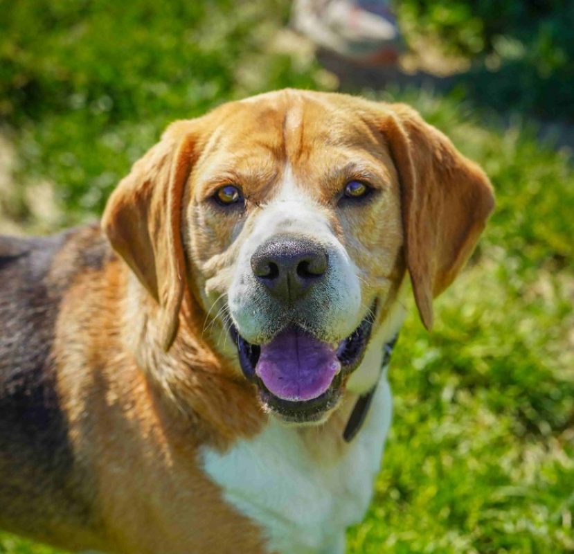 Paco - Chien Beagle à adopter