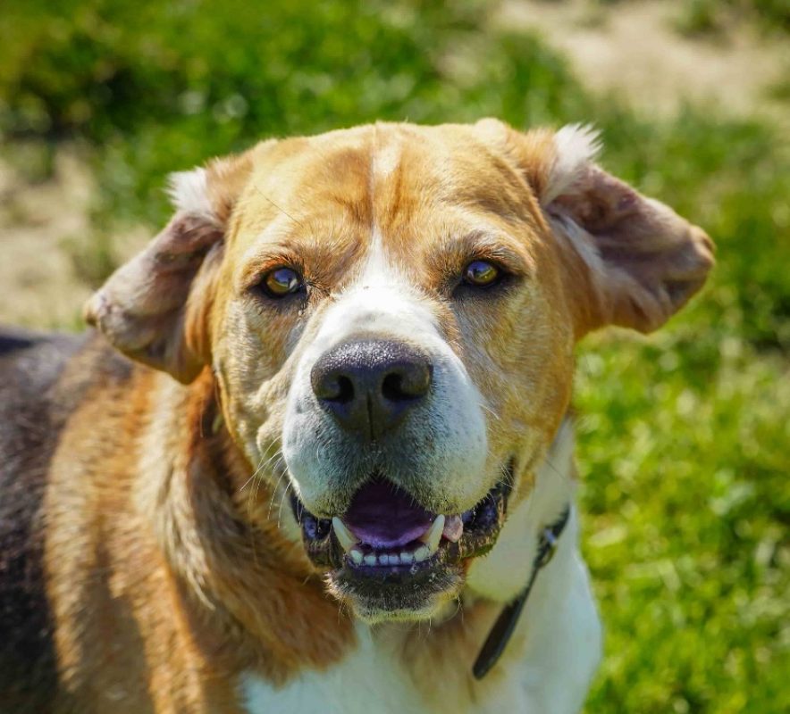 Paco - Chien Beagle à adopter - photo 2