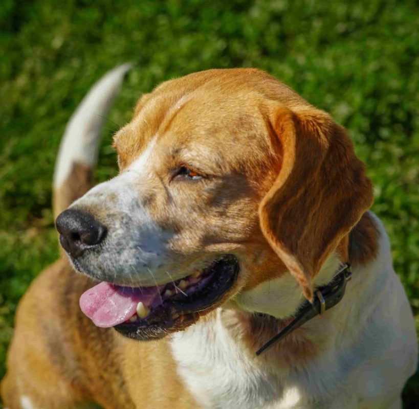 Paco - Chien Beagle à adopter - photo 3