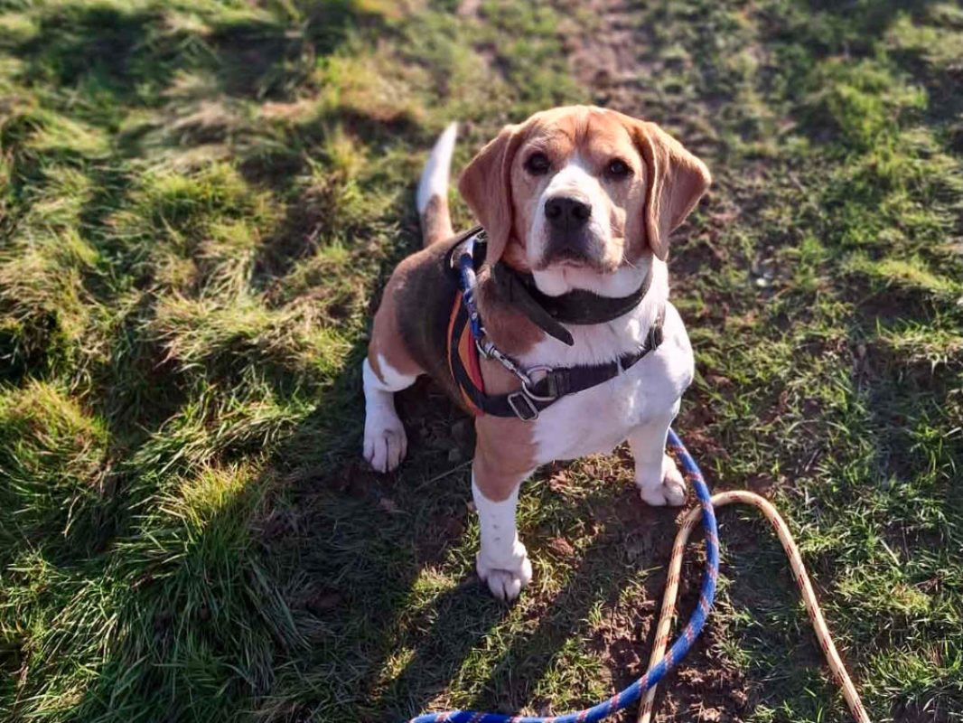 Paco - Chien Beagle à adopter - photo 4