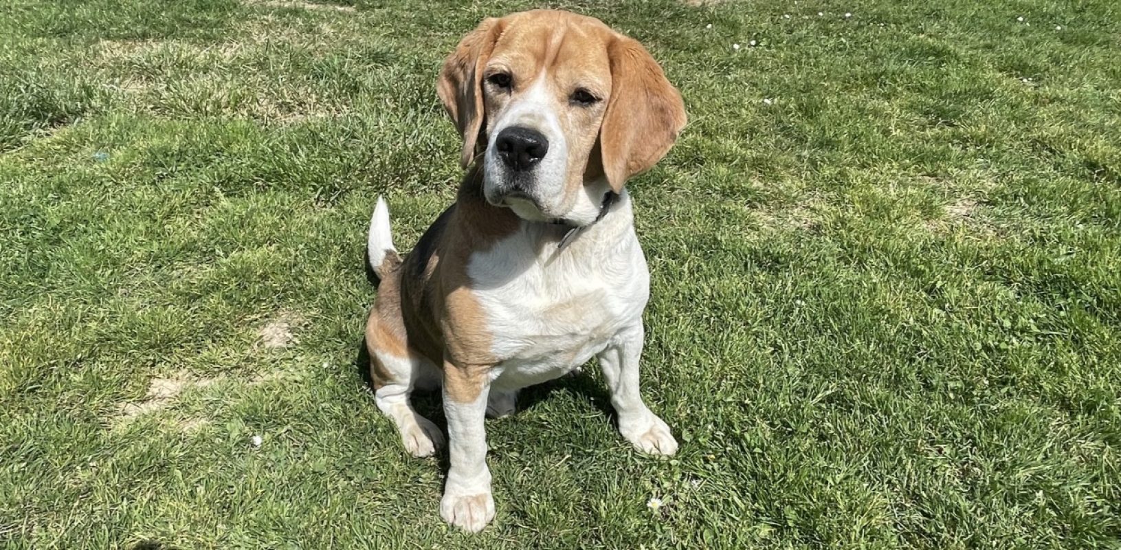 Paco - Chien Beagle à adopter - photo 5