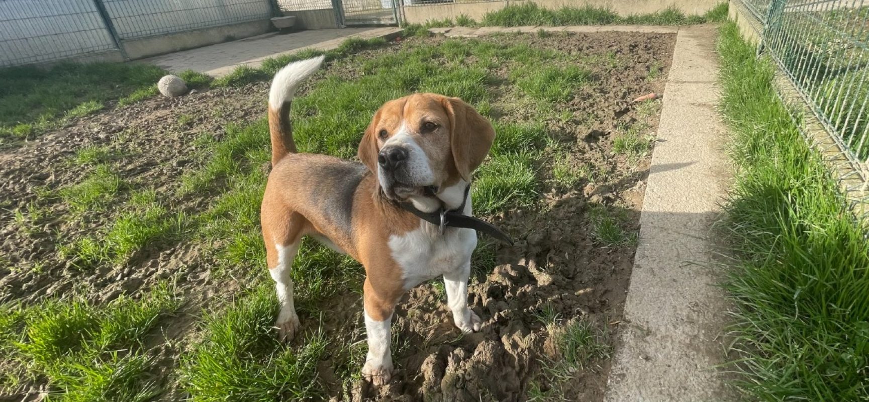 Paco - Chien Beagle à adopter - photo 6