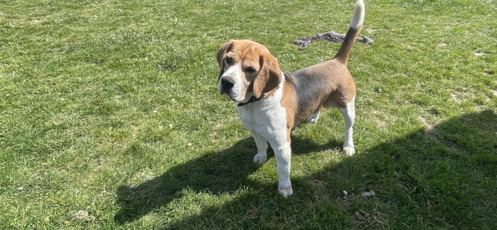 Paco - Chien Beagle à adopter - photo 7