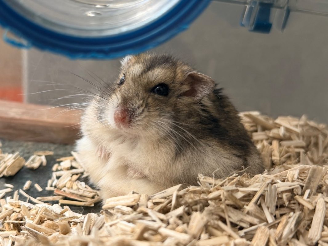 Brandon - Rongeur Hamster à adopter