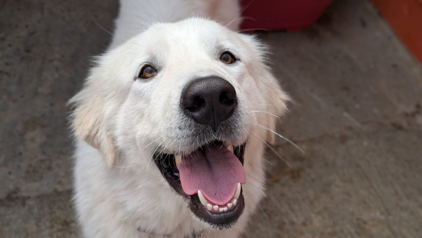 Pacha - Chien Chien de montagne des Pyrénées à adopter
