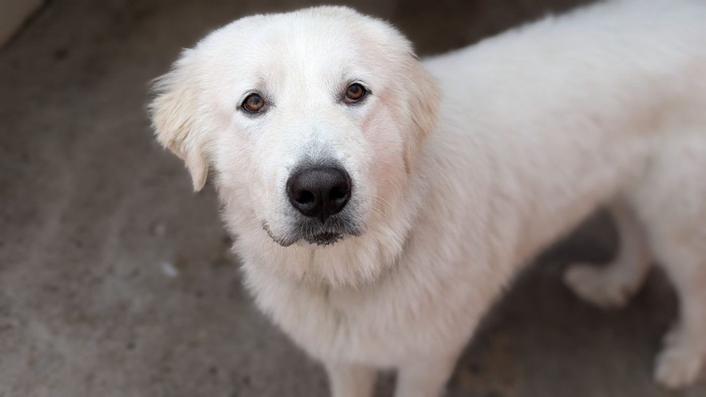 Pacha - Chien Chien de montagne des Pyrénées à adopter - photo 2