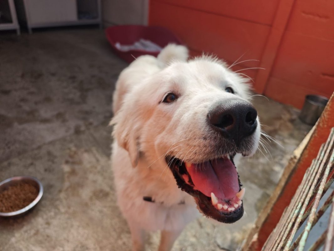 Pacha - Chien Chien de montagne des Pyrénées à adopter - photo 3