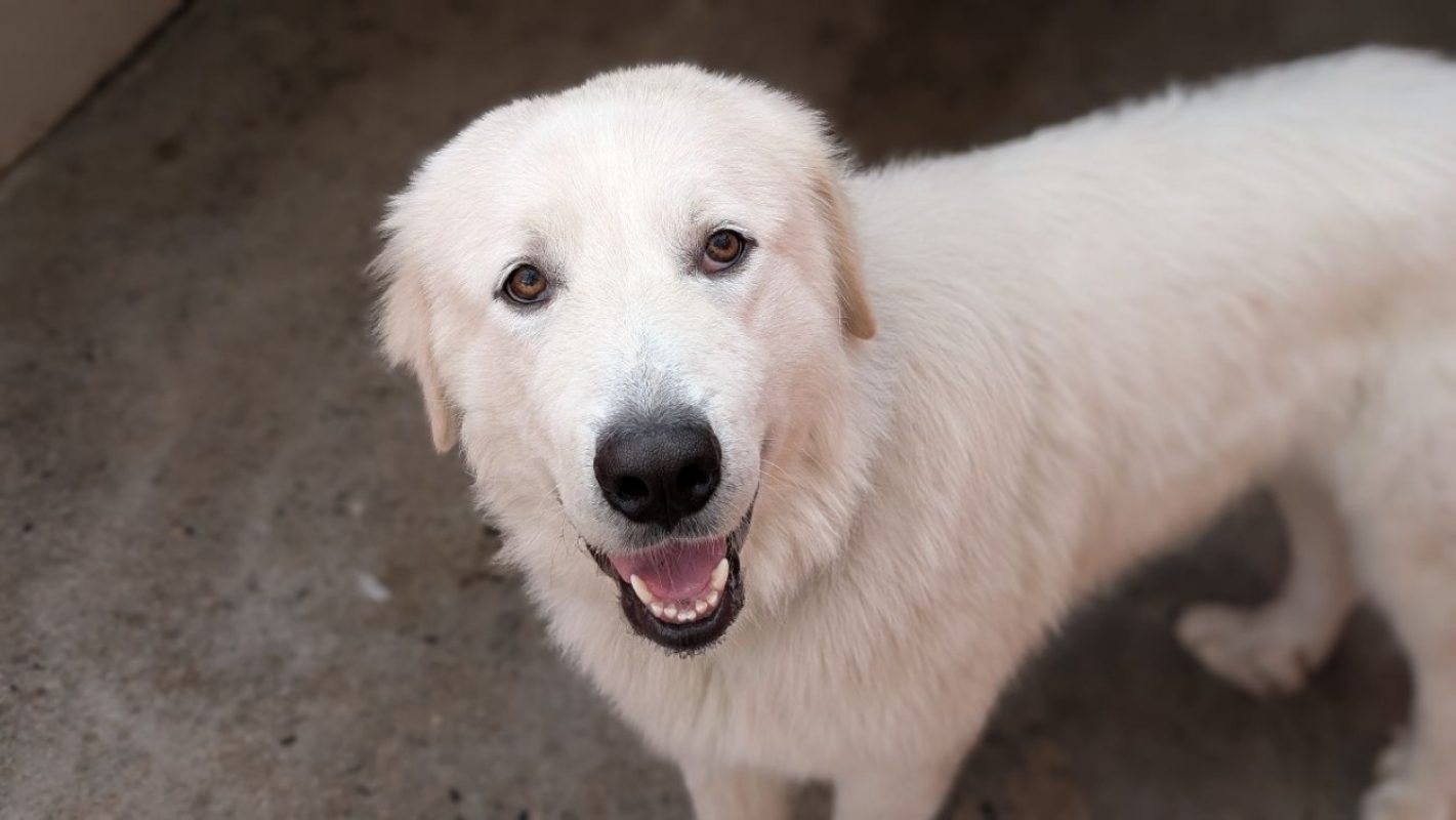 Pacha - Chien Chien de montagne des Pyrénées à adopter - photo 4