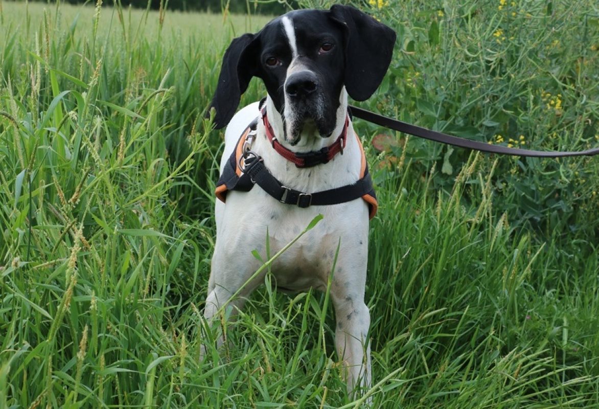 Texas - Chien Pointer Anglais à adopter
