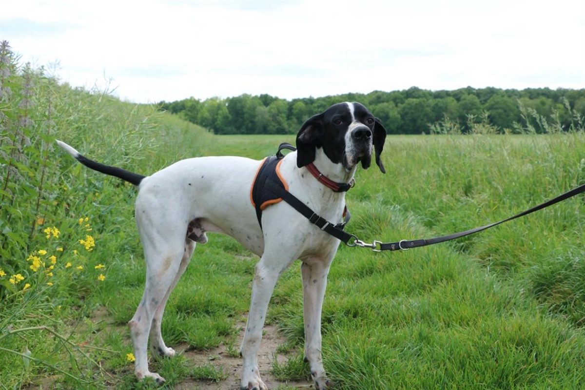 Texas - Chien Pointer Anglais à adopter - photo 2