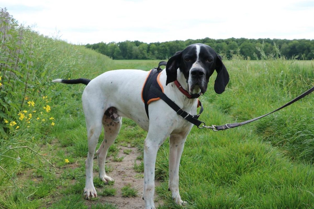 Texas - Chien Pointer Anglais à adopter - photo 3