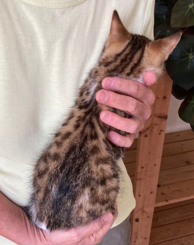 Pierrot, le petit "lynx" - Chat Européen à adopter