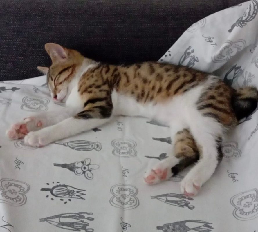 Pierrot, le petit "lynx" - Chat Européen à adopter - photo 4