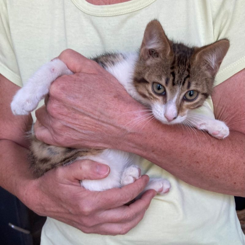 Pierrot, le petit "lynx" - Chat Européen à adopter - photo 2