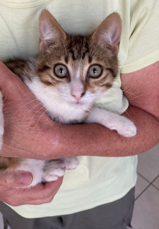 Pierrot, le petit "lynx" - Chat Européen à adopter - photo 3