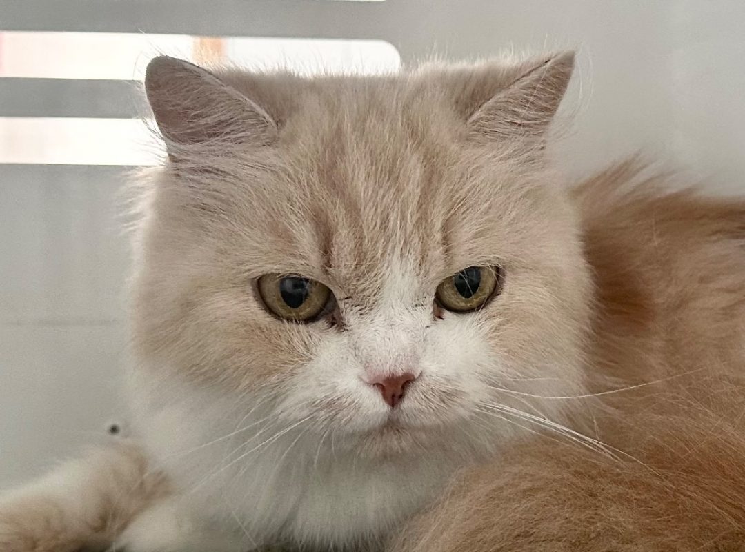 Capucine - Chat Persan à adopter