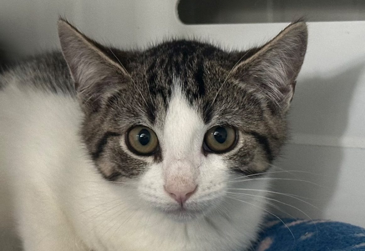 Hectora - Chat Européen à adopter