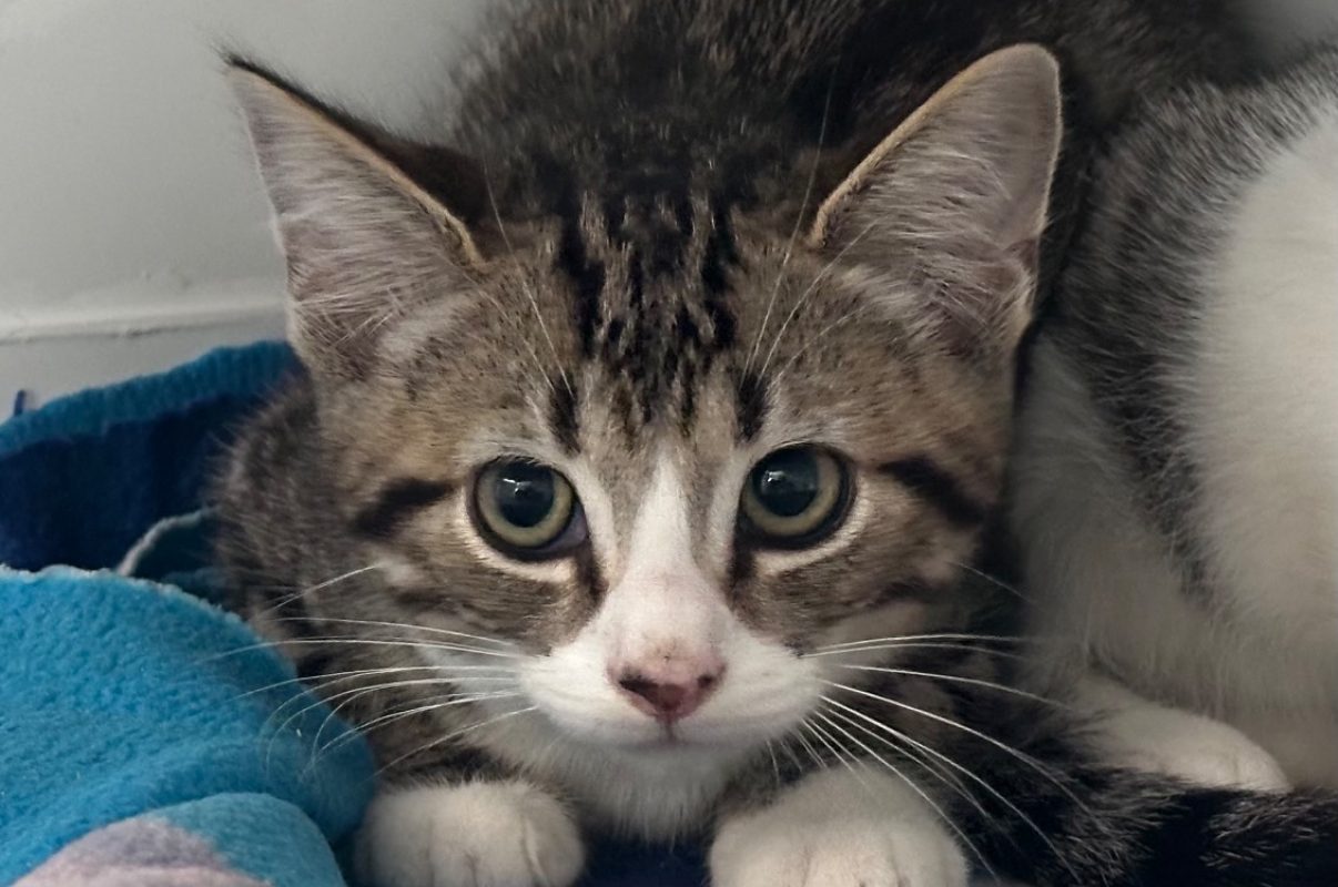 Oliver - Chat à adopter